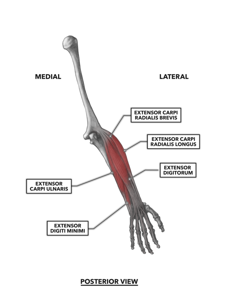 CrossFit | Wrist Musculature, Part 2: Posterior Muscles
