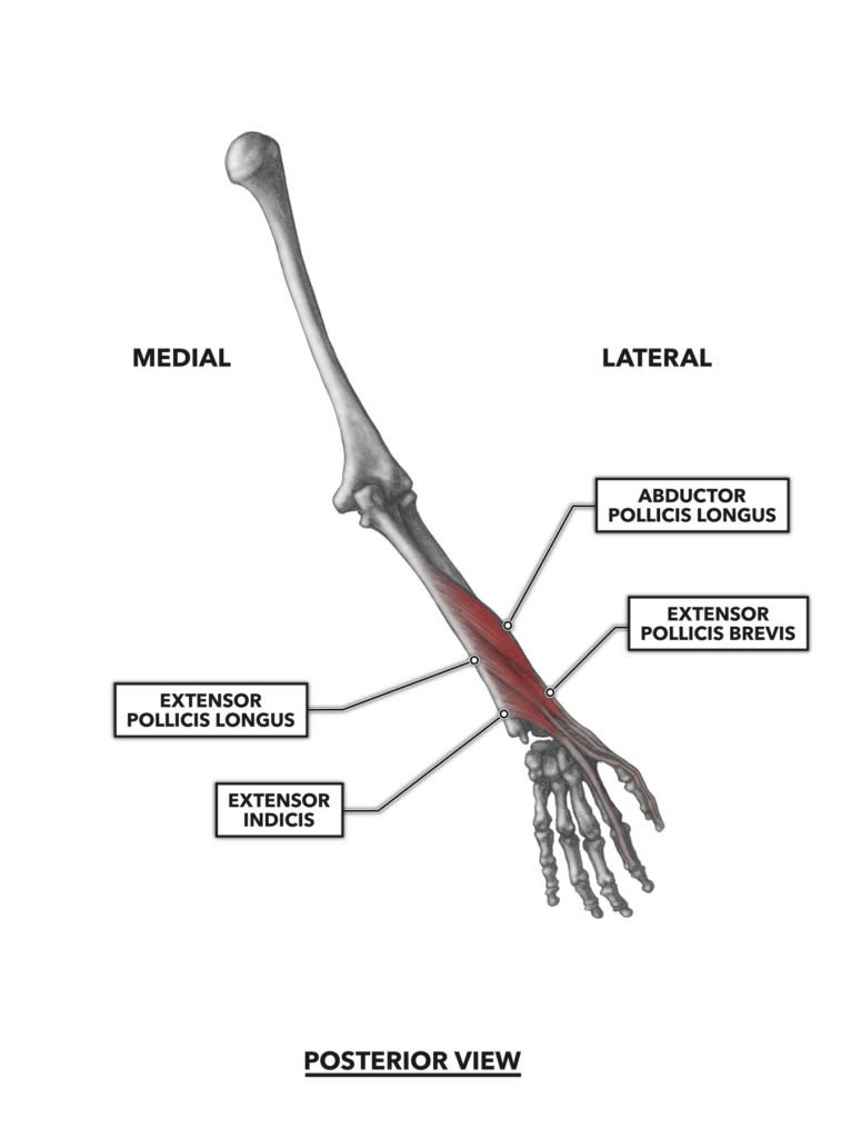 CrossFit | Wrist Musculature, Part 2: Posterior Muscles