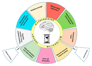 CrossFit | Hallmarks Of Brain Aging: Adaptive And Pathological ...