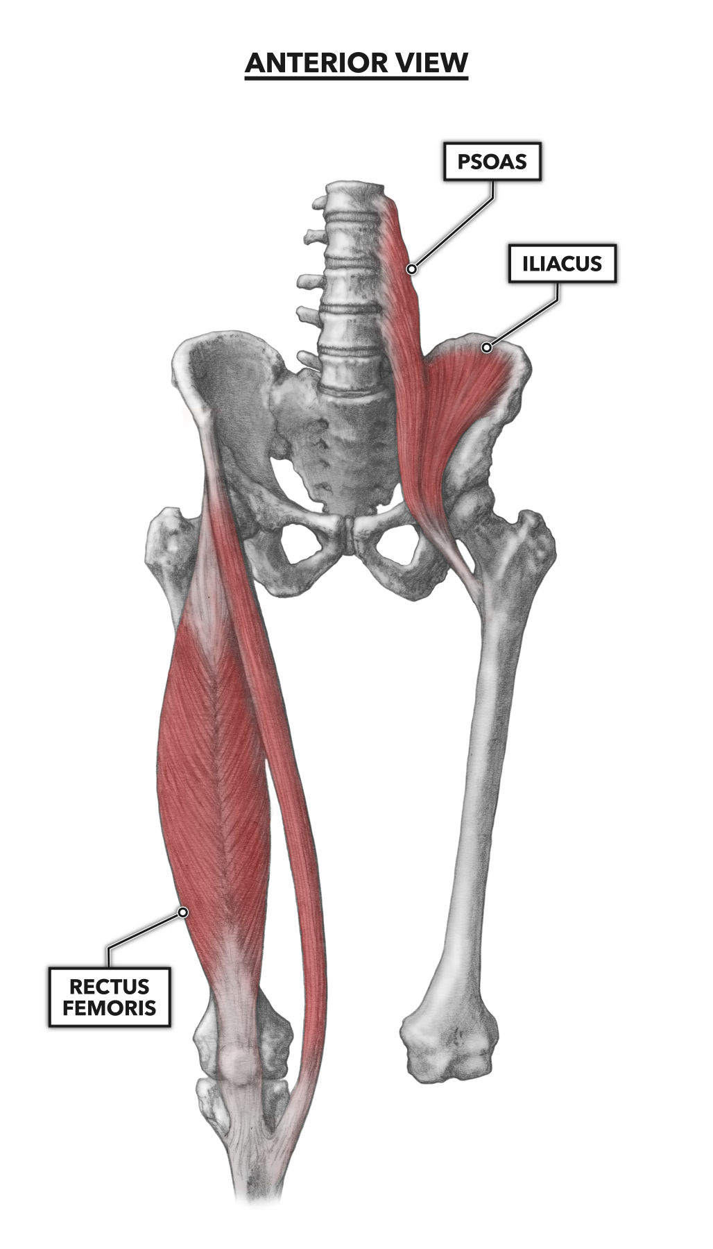 Diagram Of Hip And Back Muscles Anatomy Of The Hip Ac