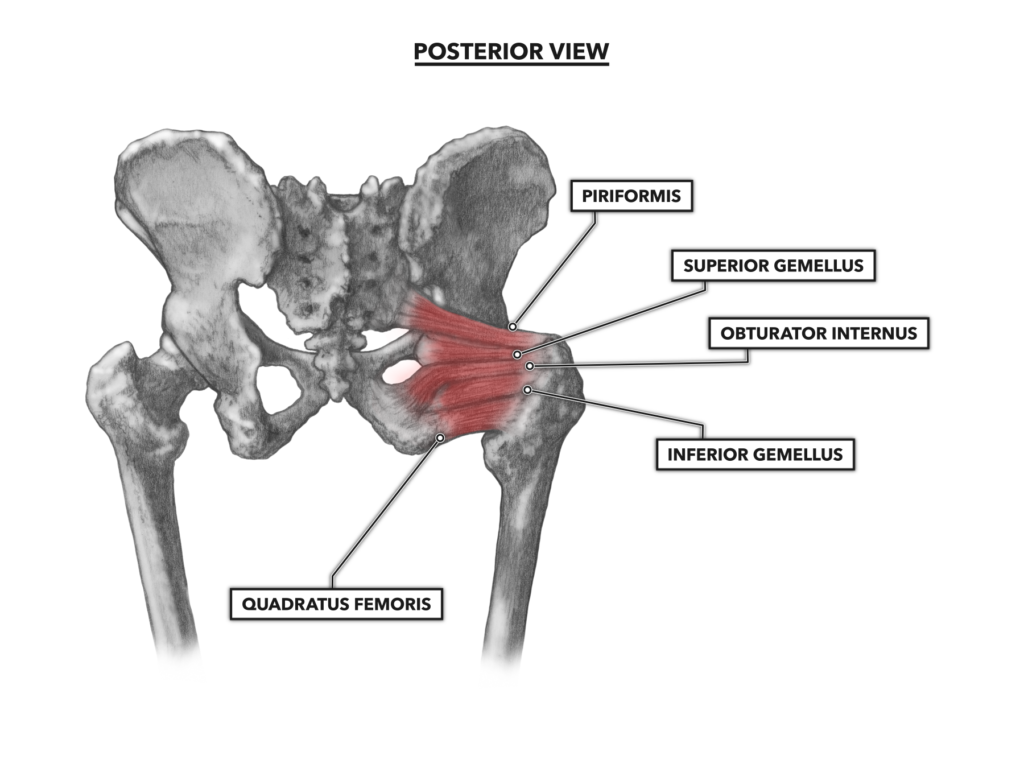 Hip Anatomy Posterior View