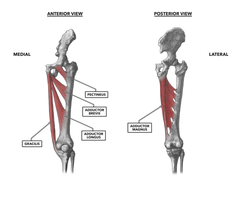 Crossfit Hip Musculature Part 4 Medial Muscles