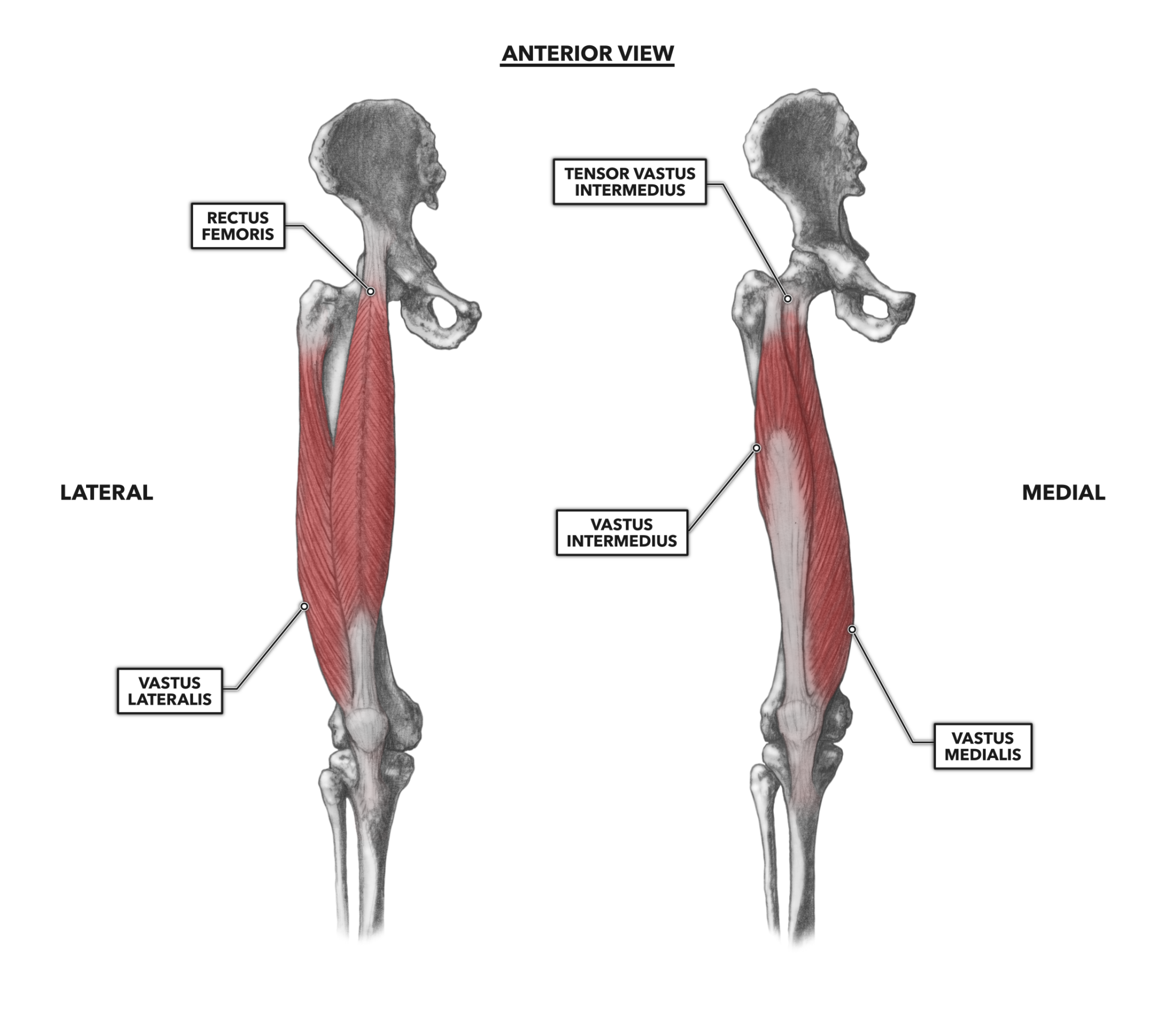 Vastus medialis. Musculus vastus intermedius анатомия. Упругие quadriceps muscles. Vastus medialis Oblique.