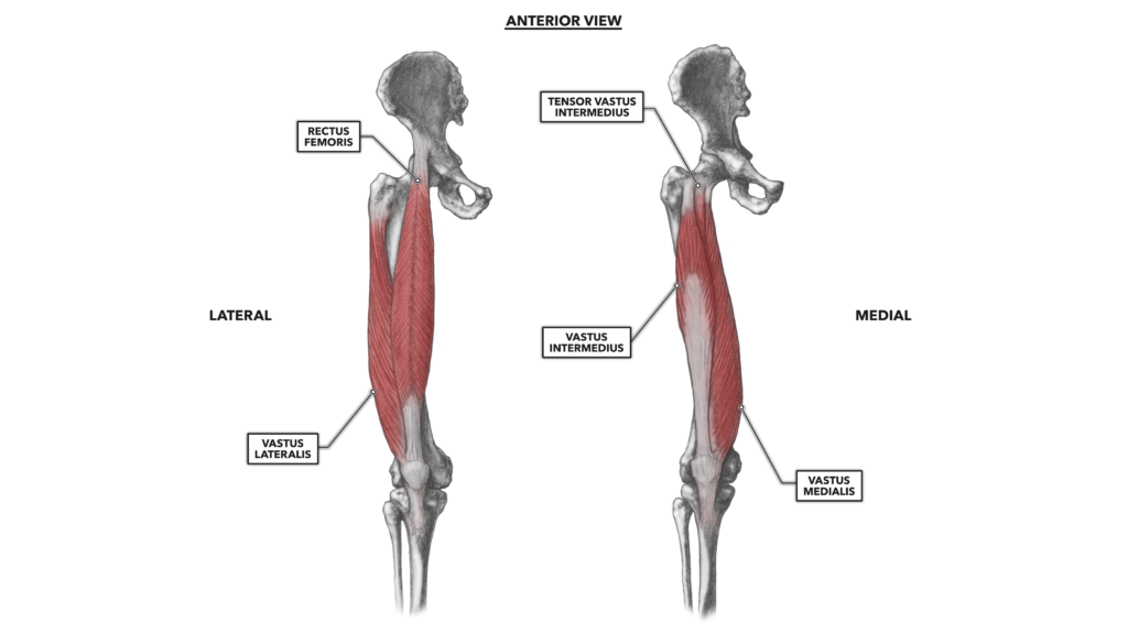 Crossfit Ankle Musculature Part 1 Posterior Muscles