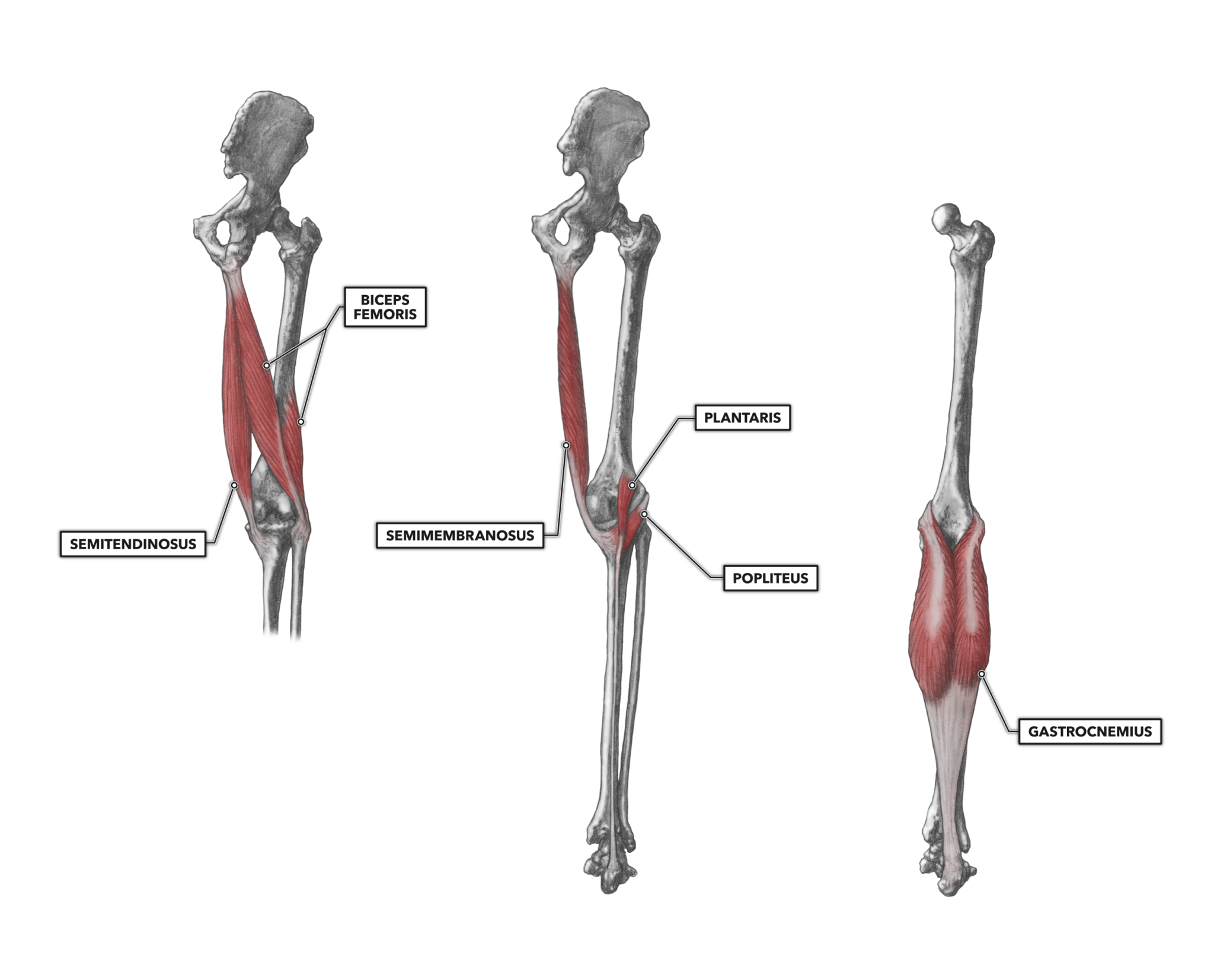 CrossFit | Knee Musculature, Part 2: Posterior Muscles