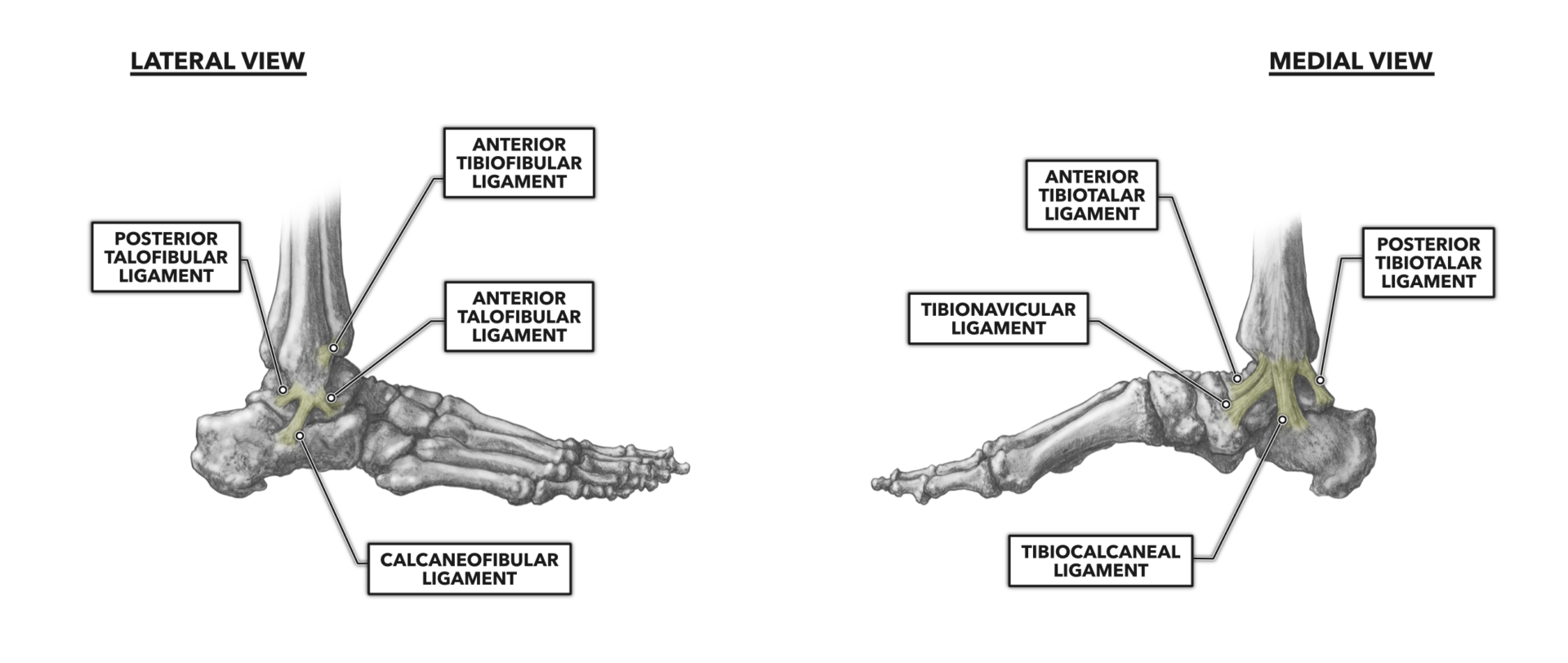 crossfit-ankle-musculature-part-3-lateral-and-medial-ankle-ligaments