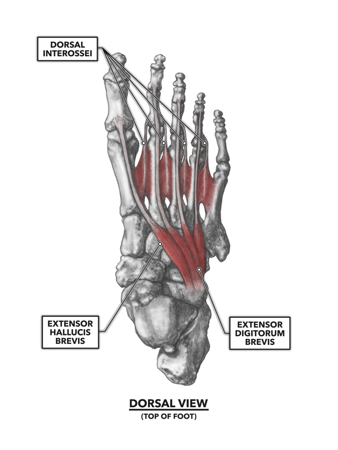 Muscle foot. M extensor digitorum. M extensor digitorum Brevis. Dorsal.