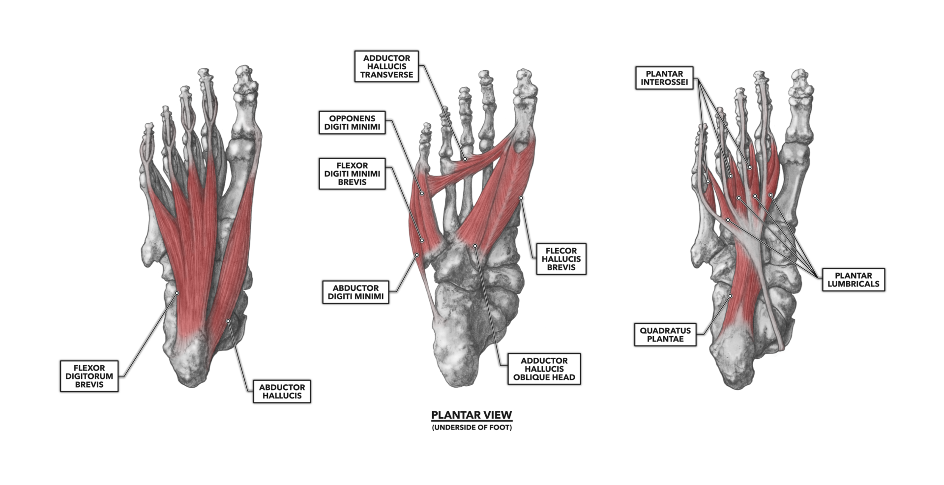 Brevis латынь. Adductor Hallucis мышца. М. Flexor digiti Minimi Brevis. Opponens digiti Minimi стопы. M Flexor digiti Minimi Brevis стопы.