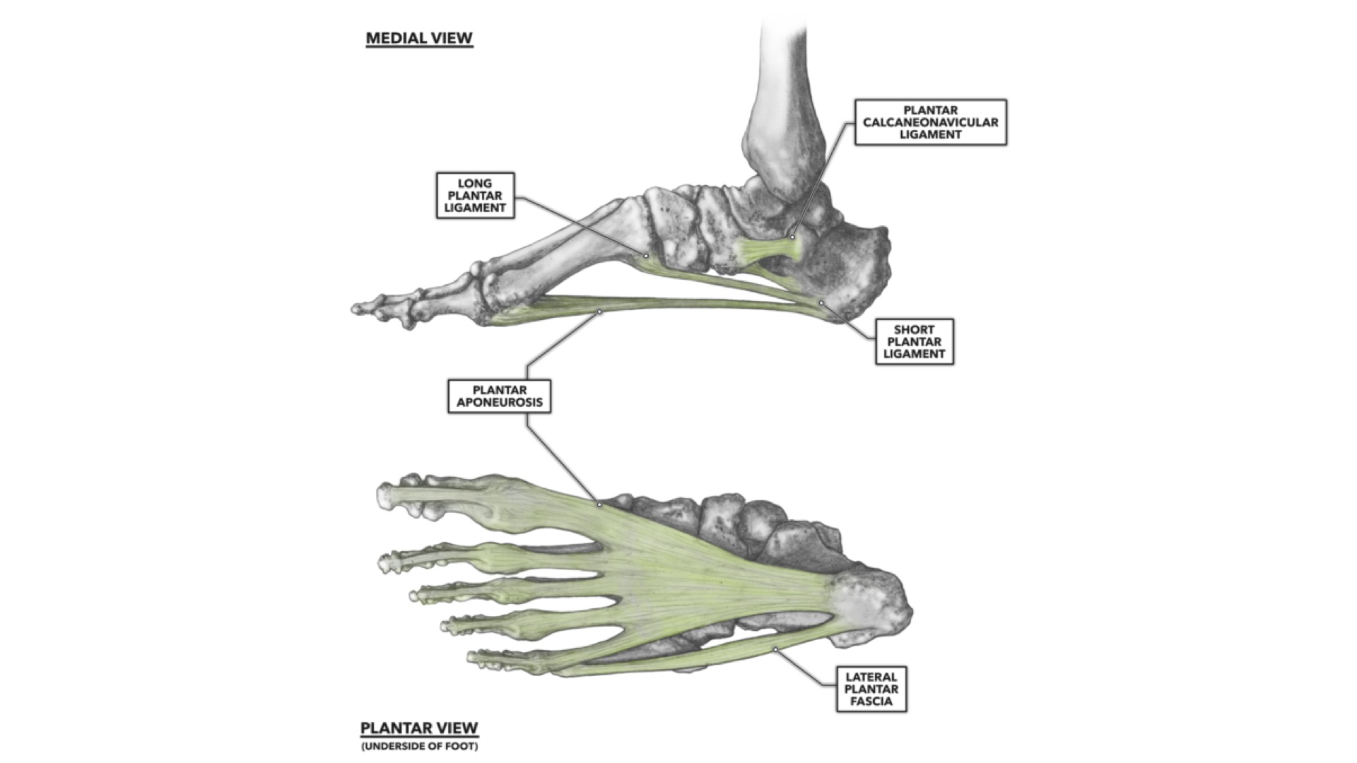 foot ligaments anatomy