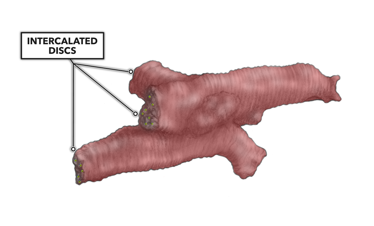 What Makes Grass-Fed Beef Different, and Are You Buying the Real