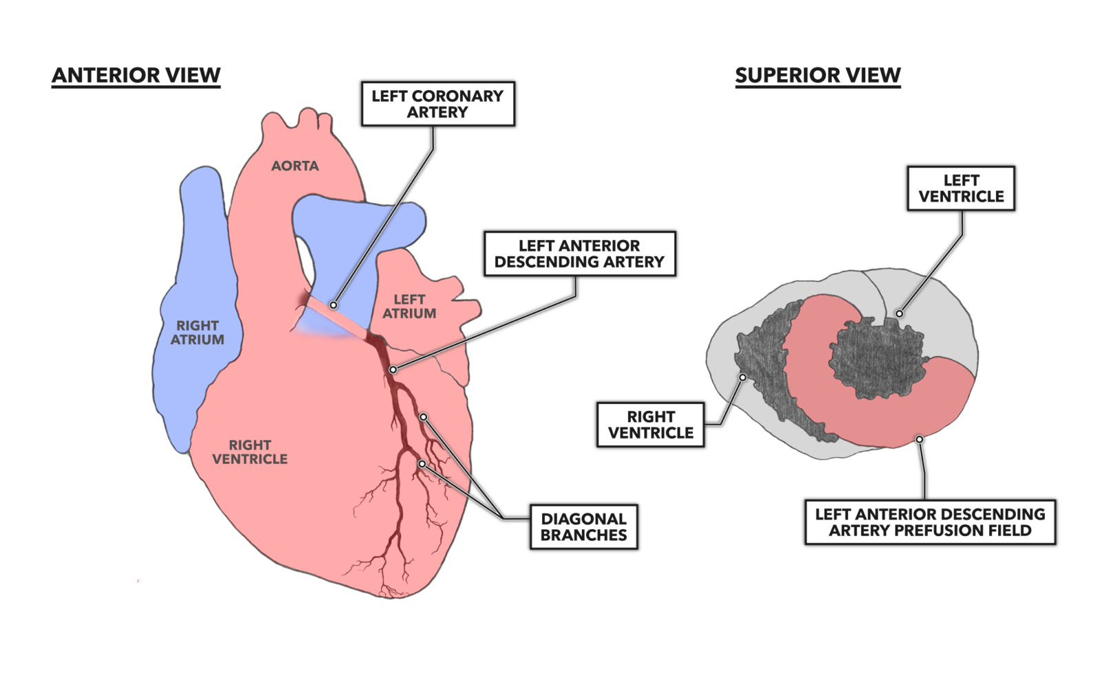 crossfit-the-heart-part-7-coronary-circulation