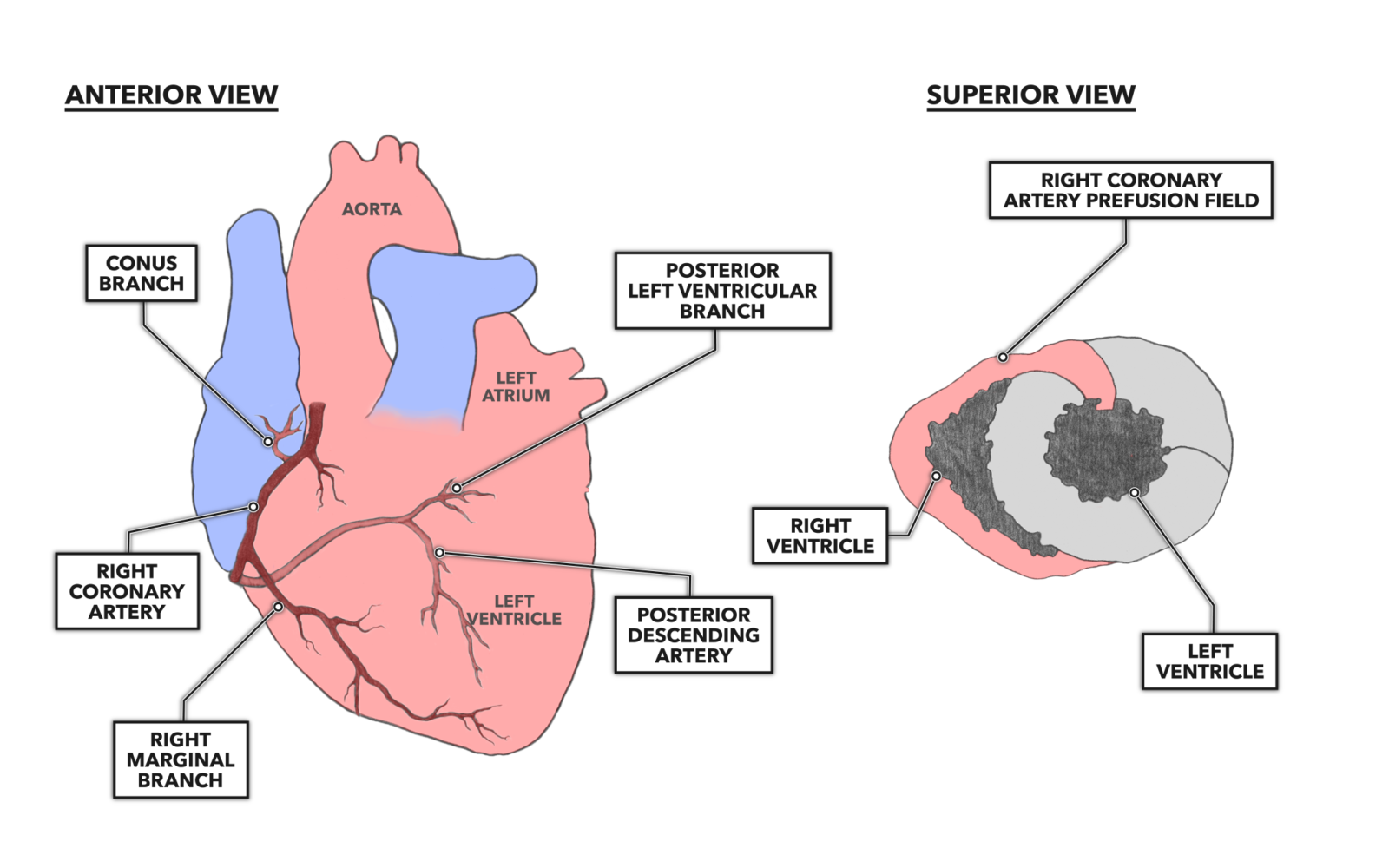 Crossfit The Heart Part Coronary Circulation