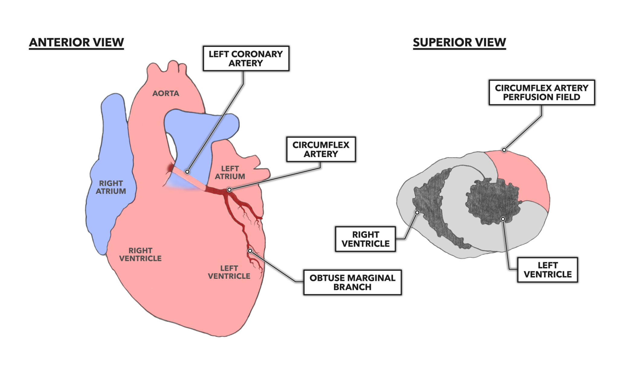 crossfit-the-heart-part-7-coronary-circulation
