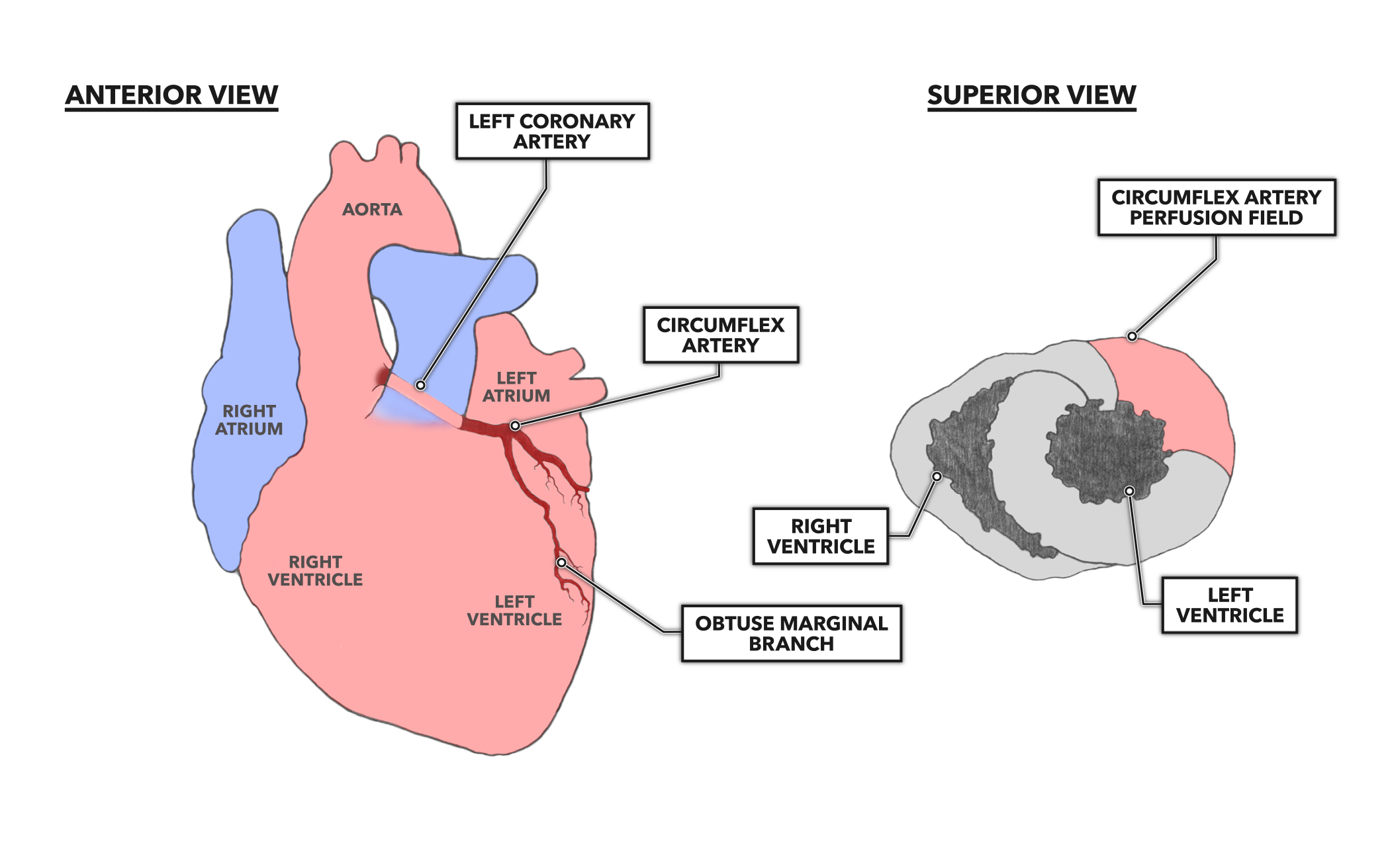 CrossFit The Heart Part 7 Coronary Circulation