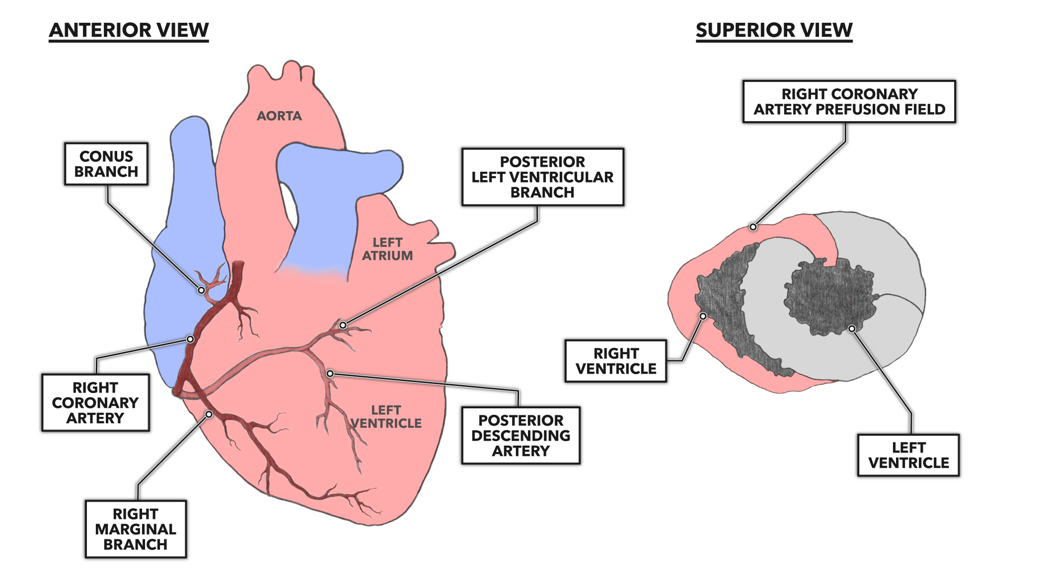 CrossFit The Heart Part 7 Coronary Circulation