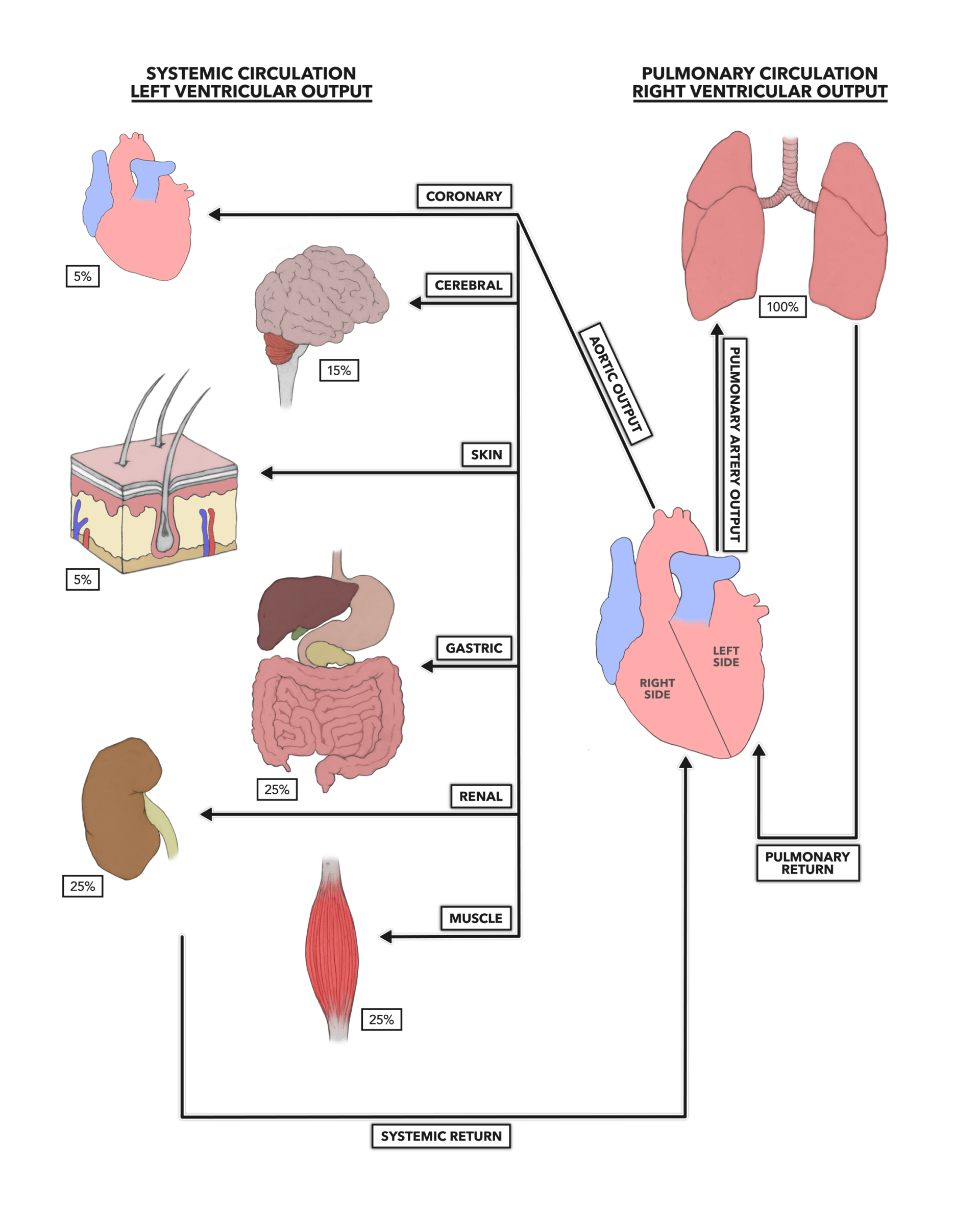 What Happens In The Pulmonary Circulation System