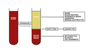 CrossFit | The Heart, Part 9: Blood