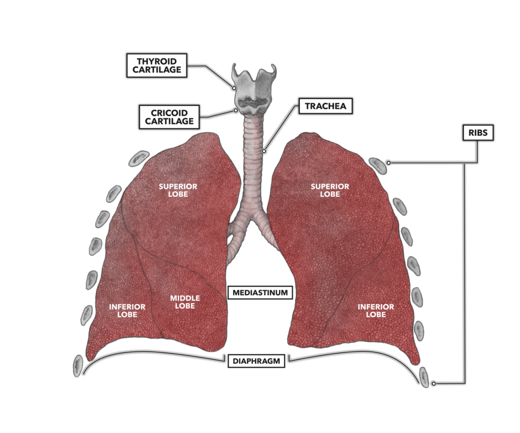 CrossFit | Anatomy & Physiology