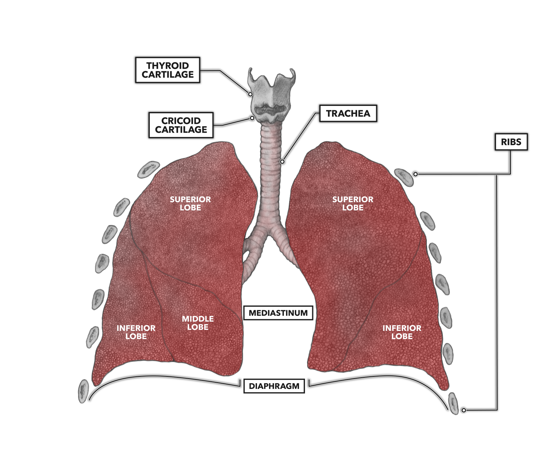 lung lobes