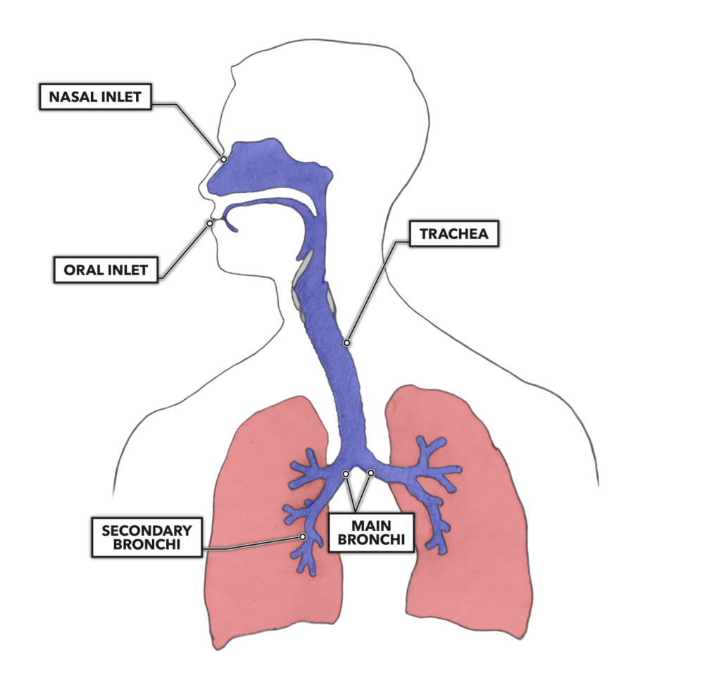 crossfit-lung-anatomy-the-airway-and-alveoli