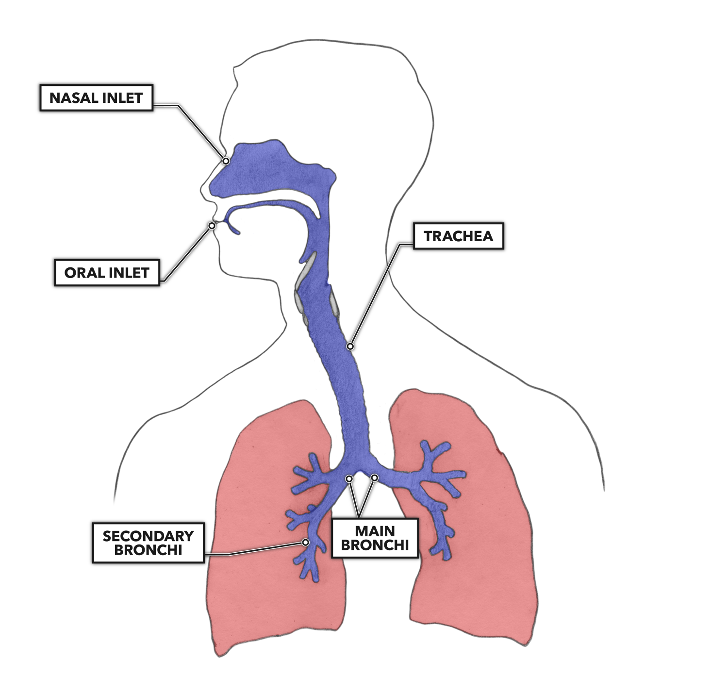 passageway for air to travel into the lungs