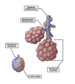 CrossFit | Lung Anatomy: The Airway and Alveoli