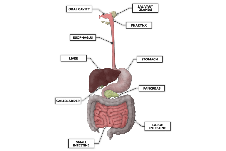 CrossFit  The Gastrointestinal System: An Introduction