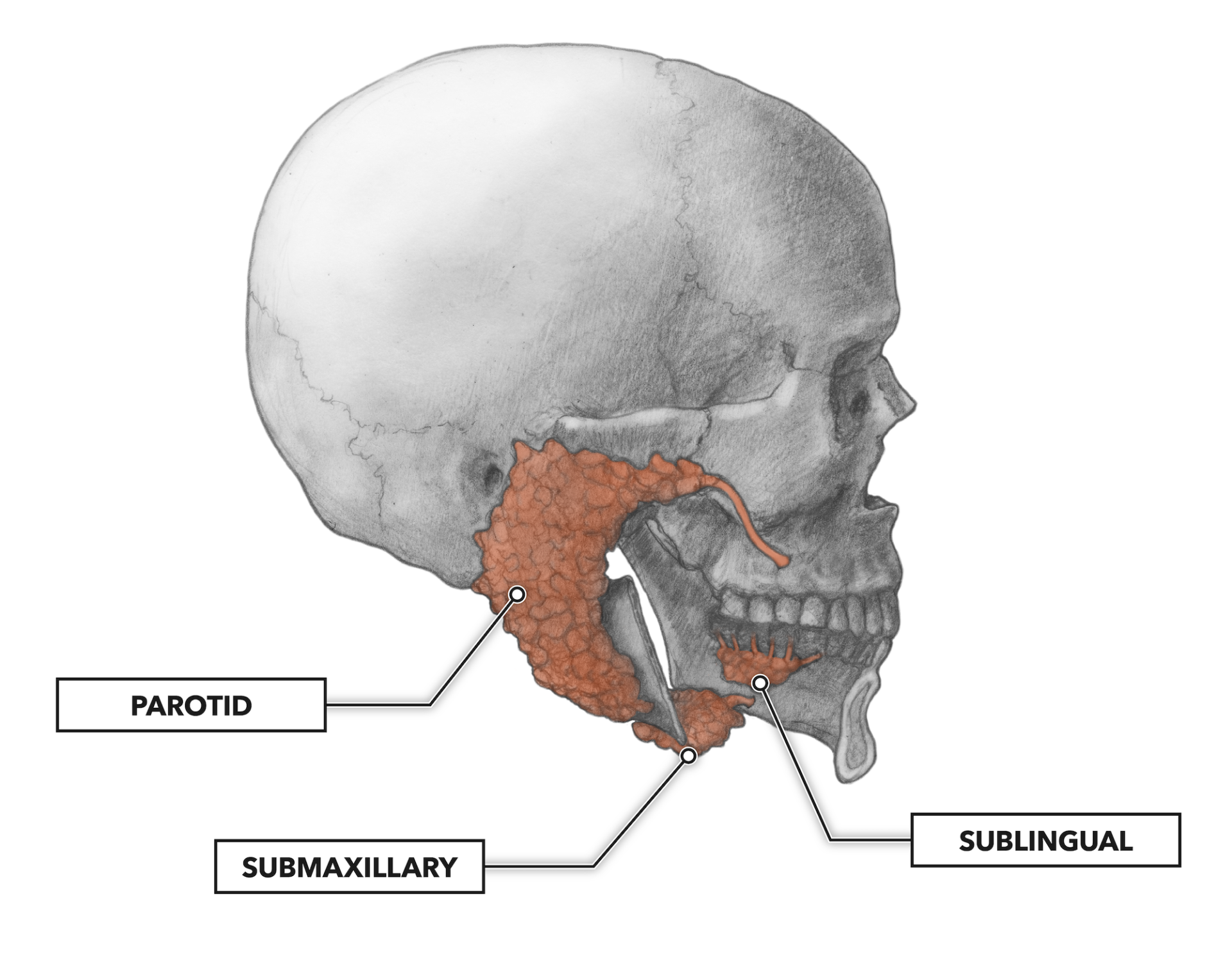 CrossFit | The Gastrointestinal System: Anatomy of Taste