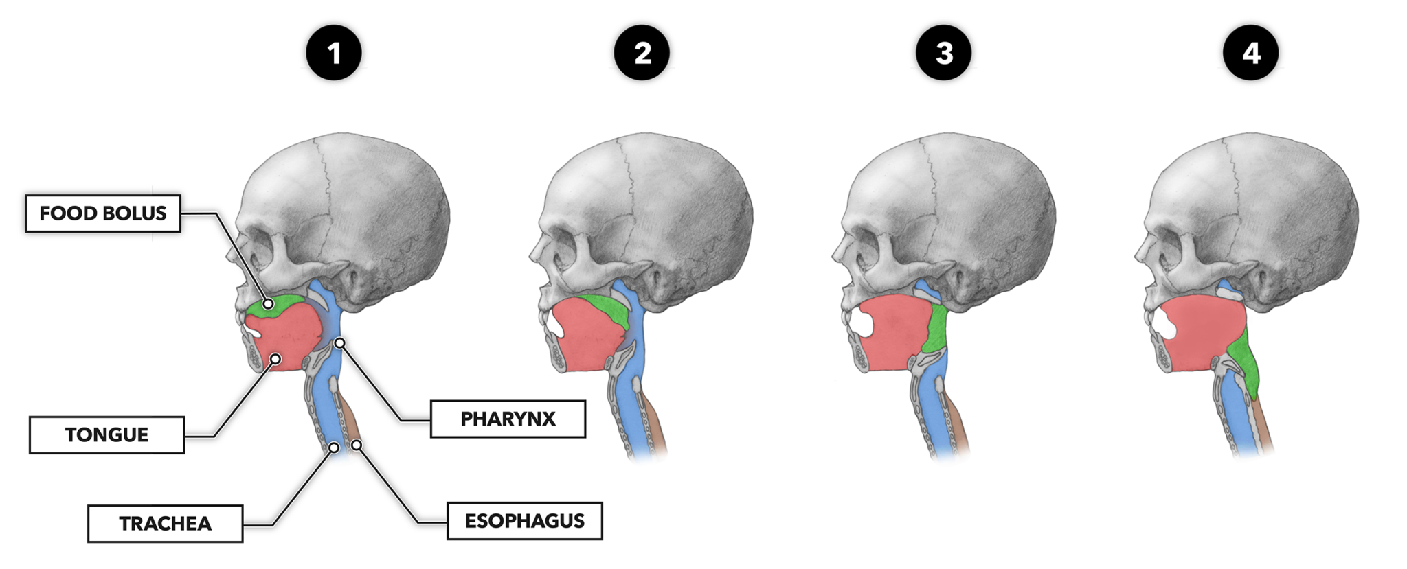 crossfit-the-gastrointestinal-system-swallowing