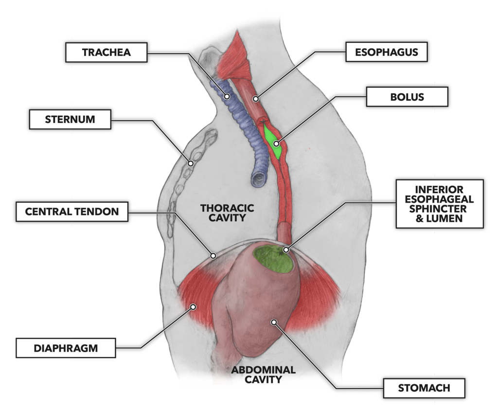 crossfit-the-gastrointestinal-system-the-esophagus