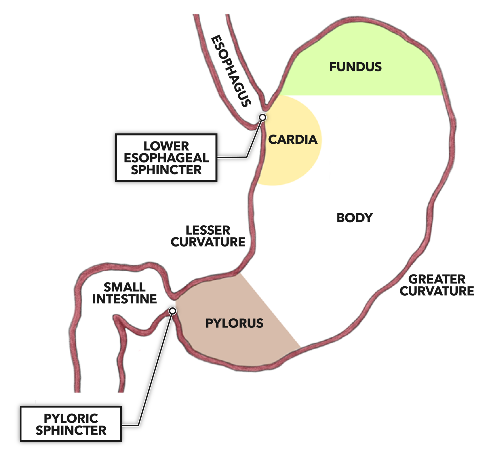 crossfit-the-gastrointestinal-system-stomach-structure