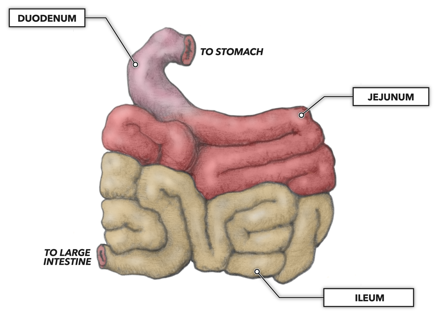 crossfit-the-gastrointestinal-system-small-intestine