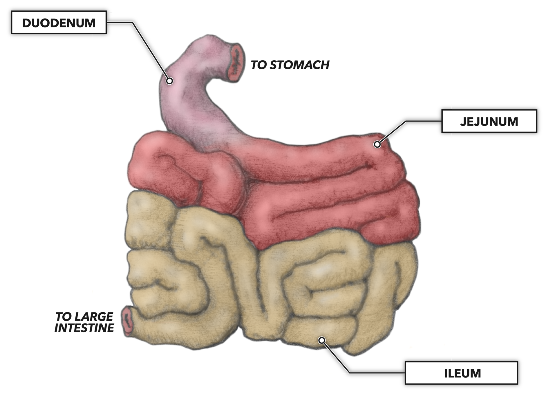 CrossFit The Gastrointestinal System: Small Intestine