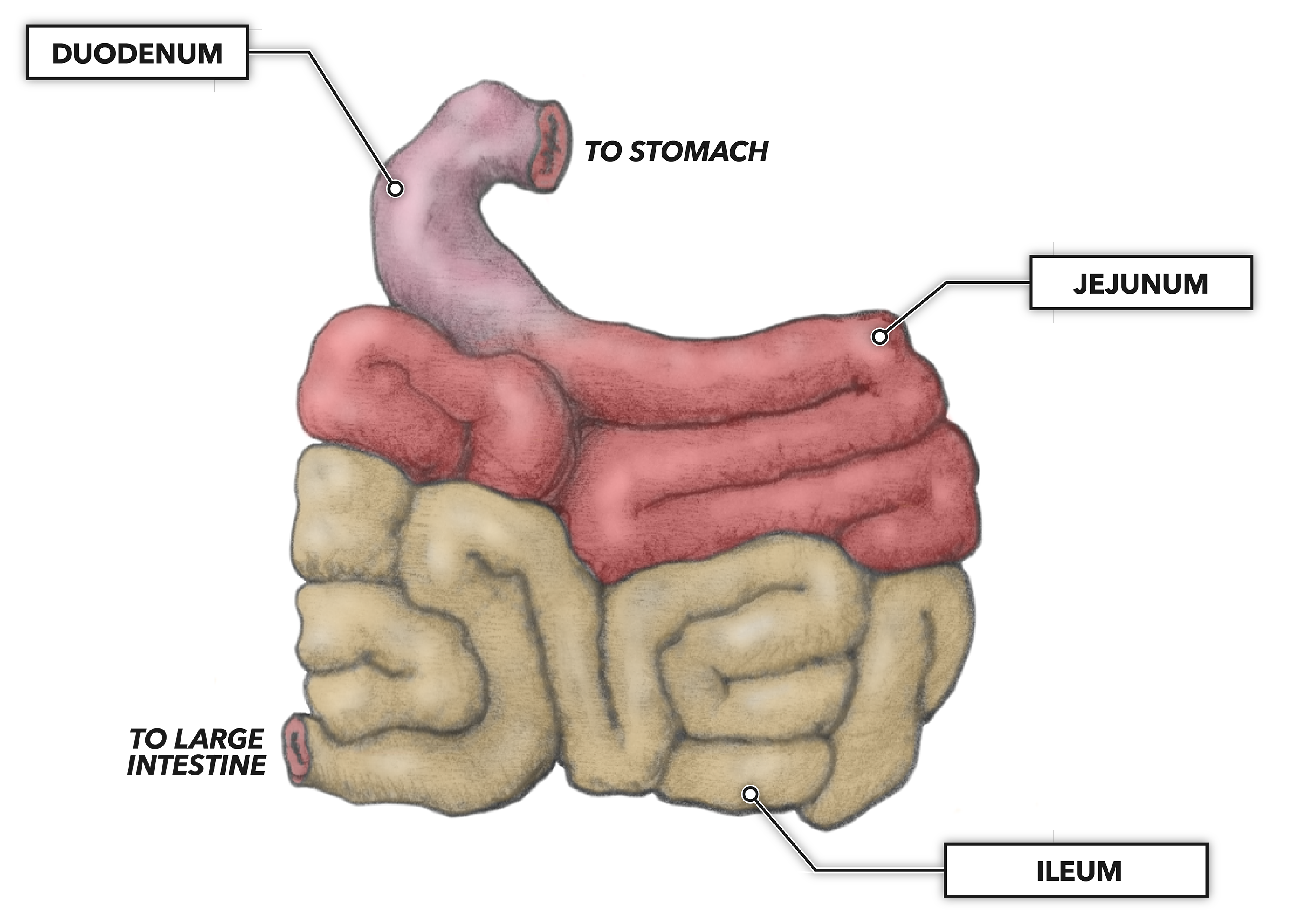 Intestine Labeled Diagram