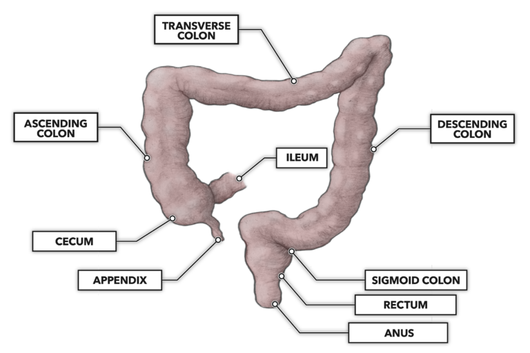 Crossfit The Gastrointestinal System The Large Intestine