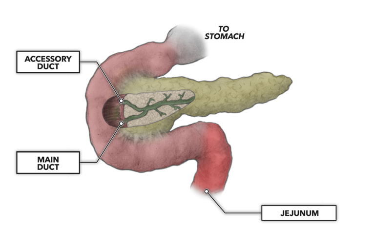 pancreas gland function
