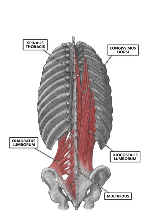 Anatomy of the back