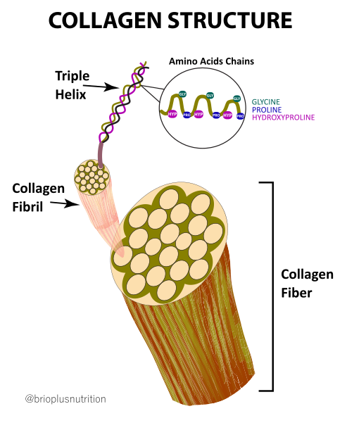 image of collagen fiber